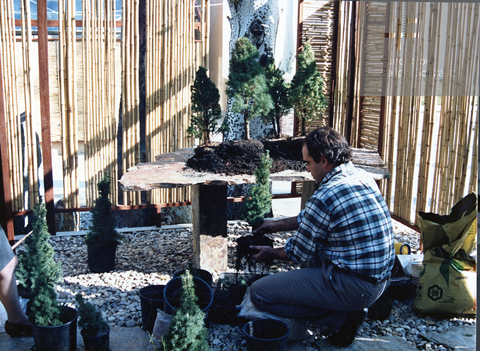 Más allá de los árboles