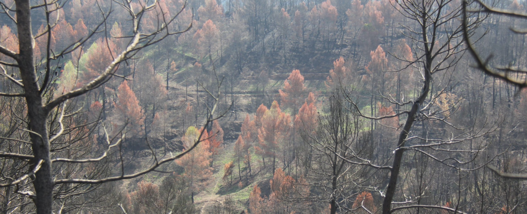 Nos sumamos a la Declaración sobre la gestión de los grandes incendios forestales